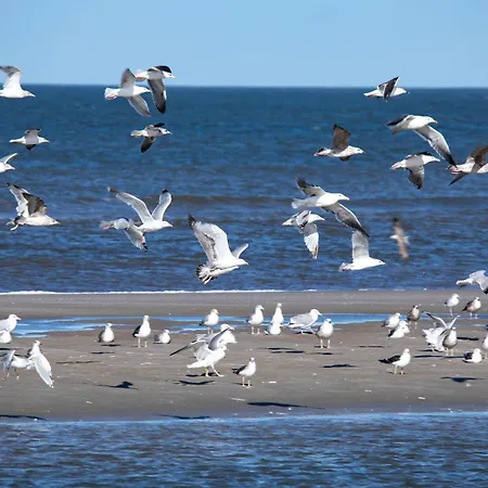 Deichnest Apartment Juist